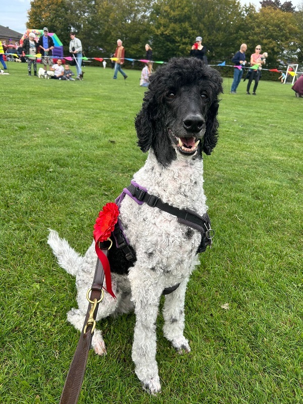 Minstrel won First Prize for Best Trained